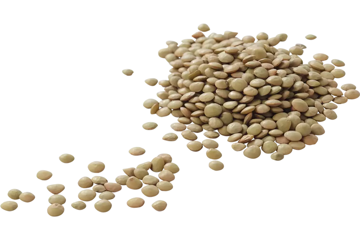 Lentilles vertes 500g caisse 15pc